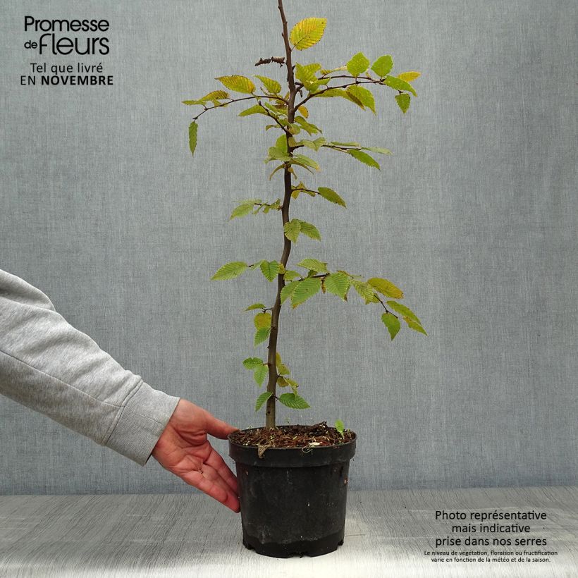 Exemplar von Hainbuche - Carpinus betulus Topf mit 2L/3L wie im Herbst geliefert