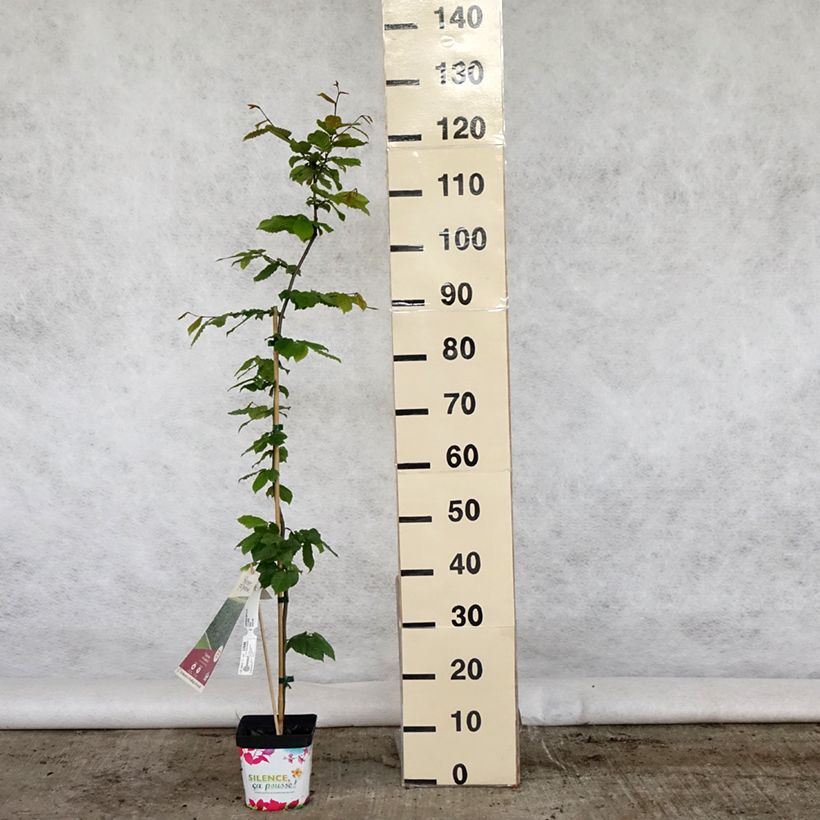 Exemplar von Hainbuche - Carpinus betulus Topf mit 2L/3L wie im Frühjahr geliefert
