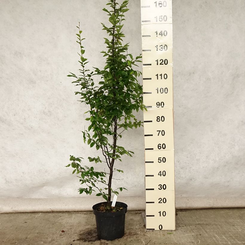 Exemplar von Hainbuche Fastigiata - Carpinus betulus Topf mit 4L/5L wie im Sommer geliefert