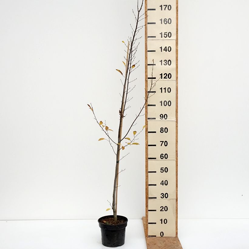 Exemplar von Hainbuche Fastigiata - Carpinus betulus Topf mit 4L/5L wie im Herbst geliefert