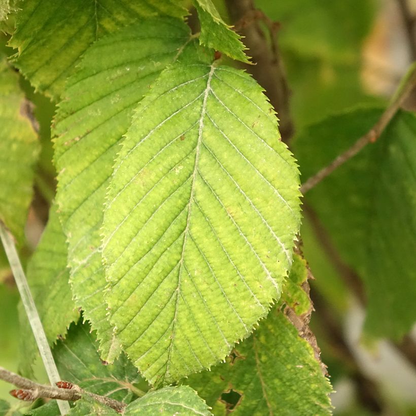 Hainbuche Fastigiata Monument - Carpinus betulus (Foliage)