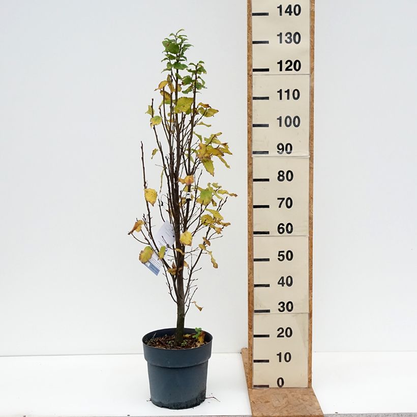 Exemplar von Hainbuche Fastigiata Monument - Carpinus betulus Topf mit 6L/7L wie im Herbst geliefert