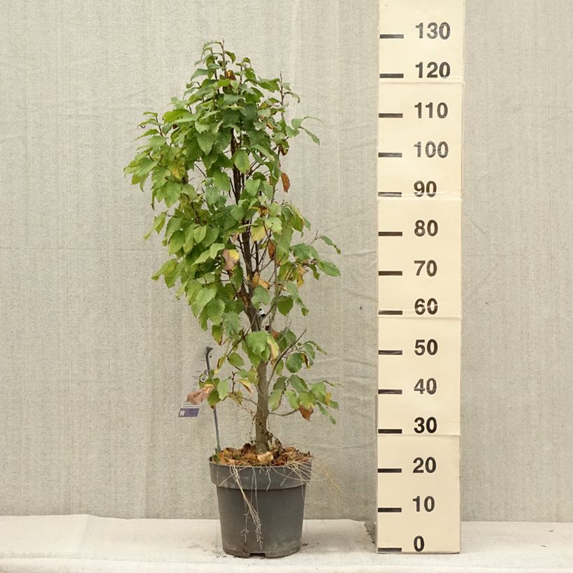 Exemplar von Hainbuche Fastigiata Monument - Carpinus betulus Topf mit 6L/7L wie im Sommer geliefert
