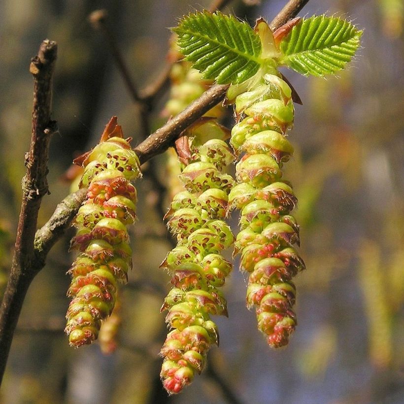 Hainbuche Frans Fontaine - Carpinus betulus (Flowering)