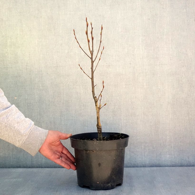 Example of Hainbuche Globus - Carpinus betulus Topf mit 4L/5L as you get in printemps