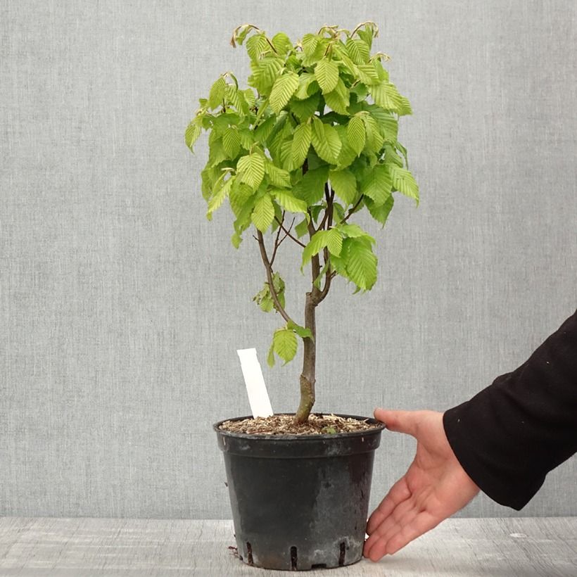 Example of Hainbuche Monumentalis - Carpinus betulus Topf mit 2L/3L as you get in printemps