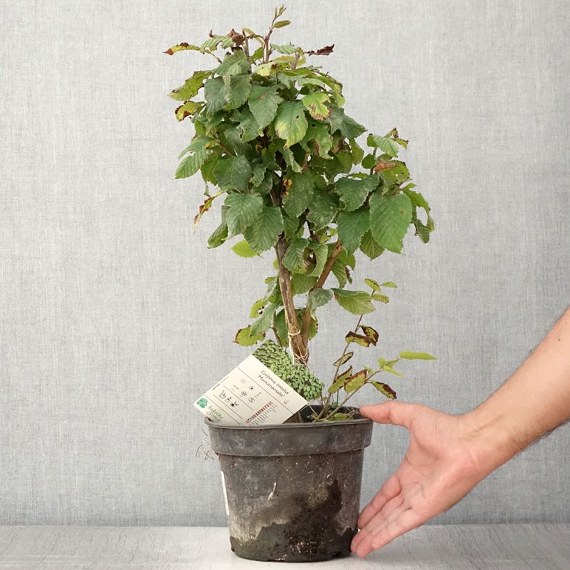 Exemplar von Hainbuche Monumentalis - Carpinus betulus Topf mit 7,5L/10L wie im Sommer geliefert