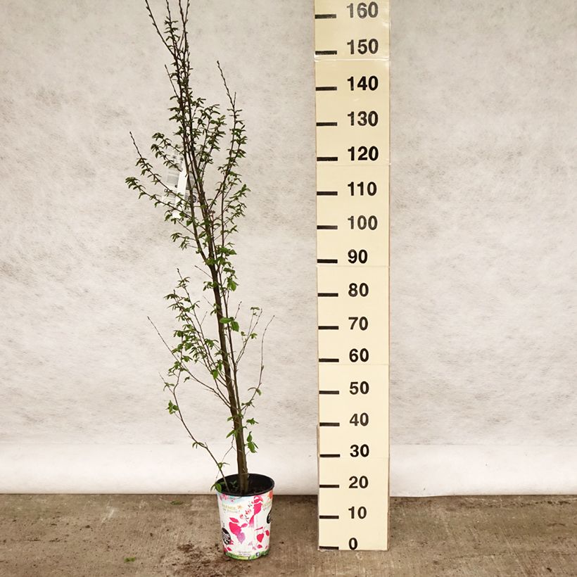 Exemplar von Hainbuche Orange Retz - Carpinus betulus Topf mit 4L/5L wie im Frühjahr geliefert