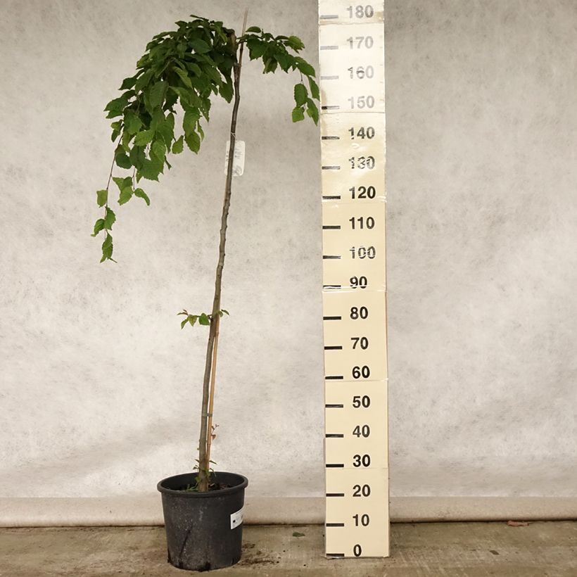 Exemplar von Hainbuche Pendula - Carpinus betulus Topf mit 12L/15L, Stamm wie im Sommer geliefert