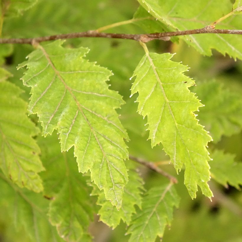 Hainbuche Quercifolia - Carpinus betulus (Foliage)