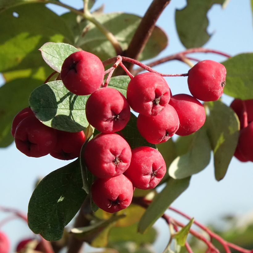 Hainbuche Quercifolia - Carpinus betulus (Harvest)