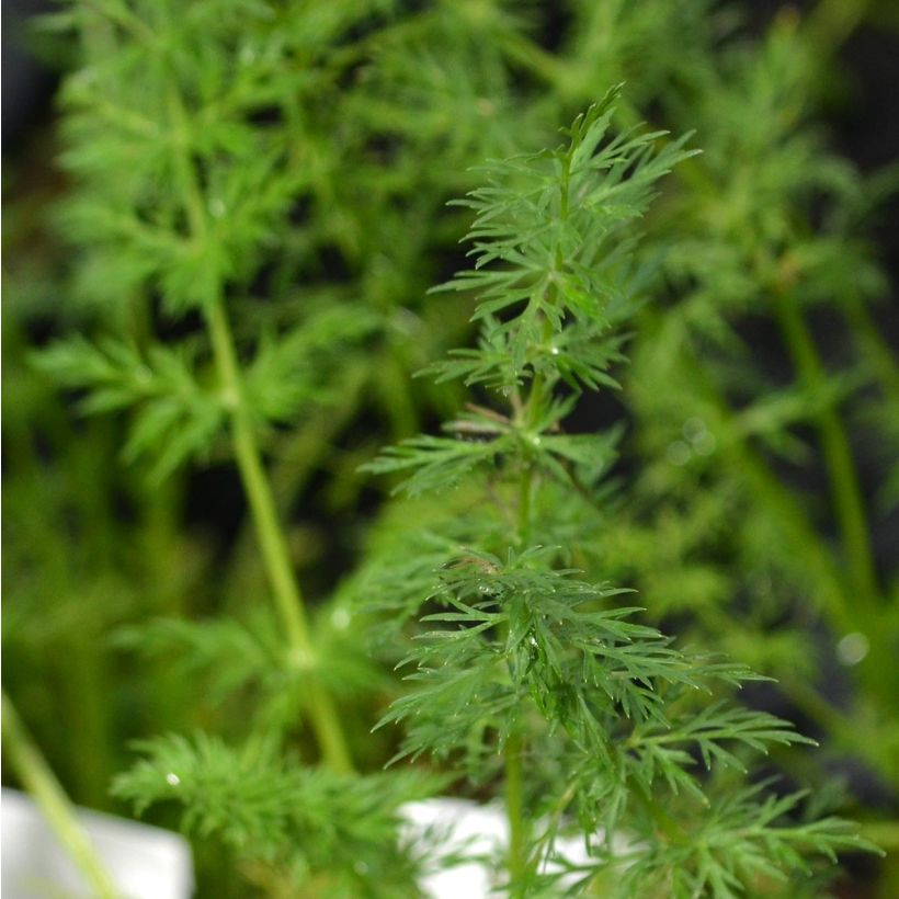 Echter Kümmel - Carum carvi (Foliage)