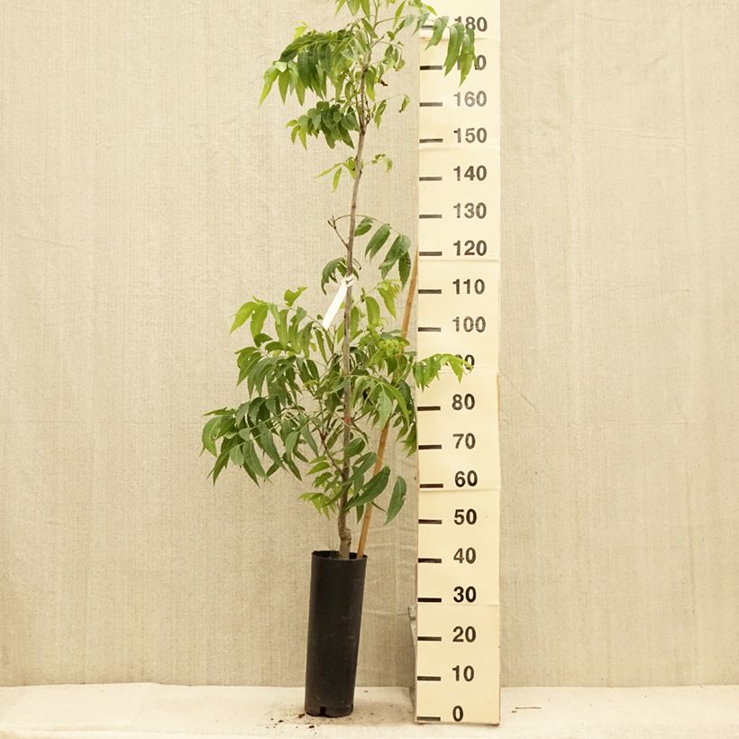 Exemplar von Pekannuss Delmas - Carya illinoinensis Topf mit 6L/7L wie im Sommer geliefert