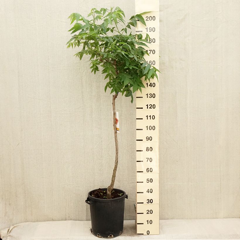Example of Pekannuss - Carya illinoinensis Topf mit 20L/25L as you get in printemps