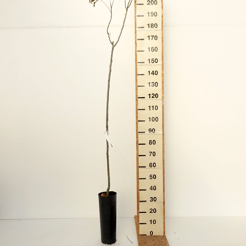 Exemplar von Pekannuss Pawnee - Carya illinoinensis Topf mit 6L/7L wie im Herbst geliefert
