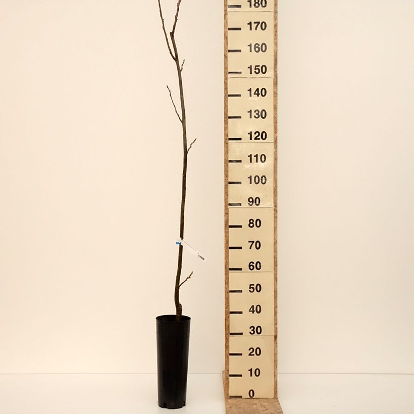 Exemplar von Carya illinoinensis Pawnee - Noix de Pécan - Pacanier Pot de 4L/5L wie im Winter geliefert