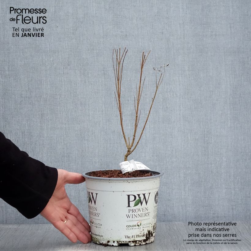 Exemplar von Caryopteris clandonensis Beyond Midnight - Spirée bleue Pot de 3L/4L wie im Winter geliefert