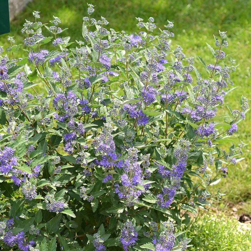 Bartblume Blue Balloon - Caryopteris clandonensis (Plant habit)