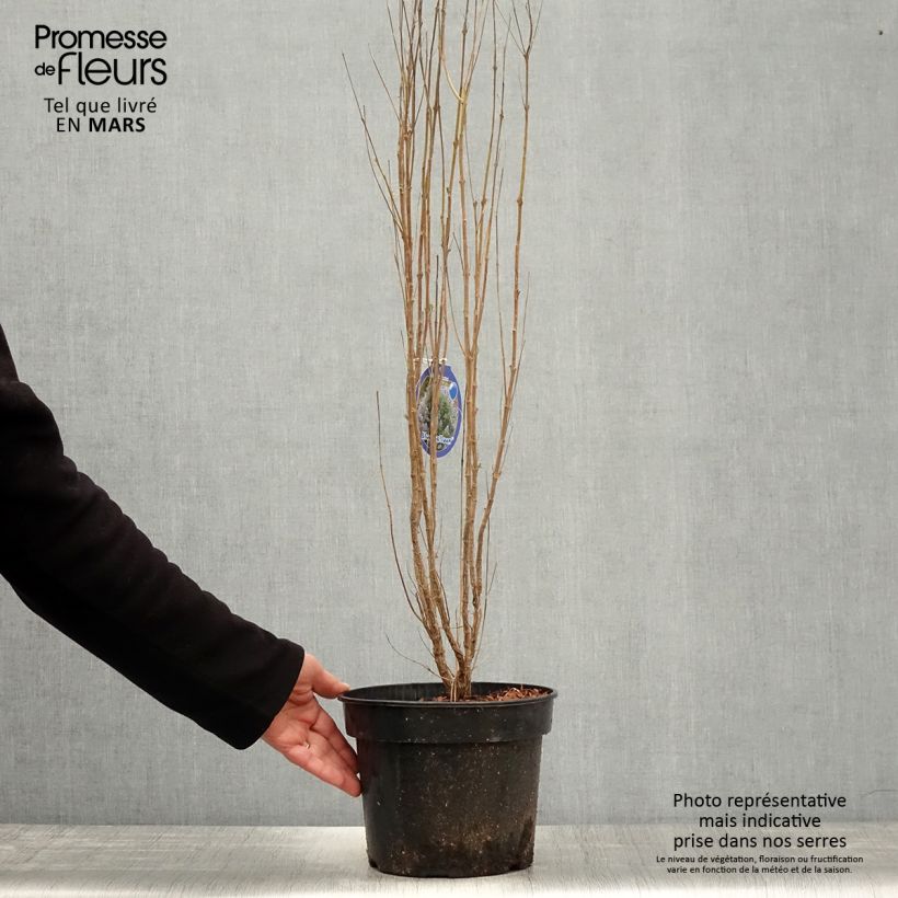 Example of Bartblume Blue Balloon - Caryopteris clandonensis Topf mit 2L/3L as you get in printemps