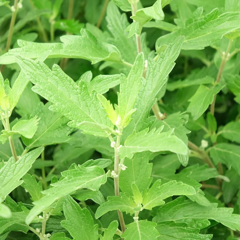 Bartblume Blue Balloon - Caryopteris clandonensis (Foliage)