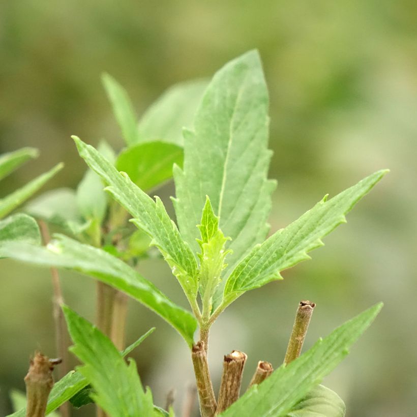 Bartblume Dark Knight - Caryopteris clandonensis (Laub)