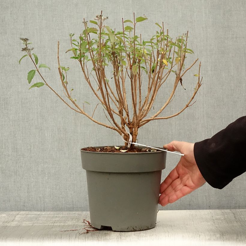 Exemplar von Caryopteris clandonensis Dark Knight - Spirée bleue Pot de 4L/5L wie im Herbst geliefert