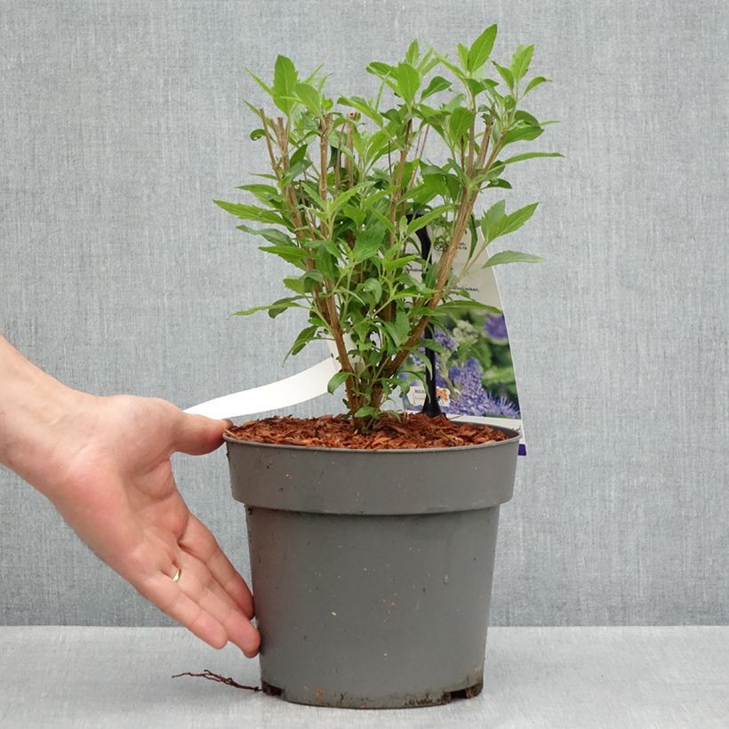 Exemplar von Bartblume Dark Knight - Caryopteris clandonensis Topf mit 4L/5L wie im Frühjahr geliefert