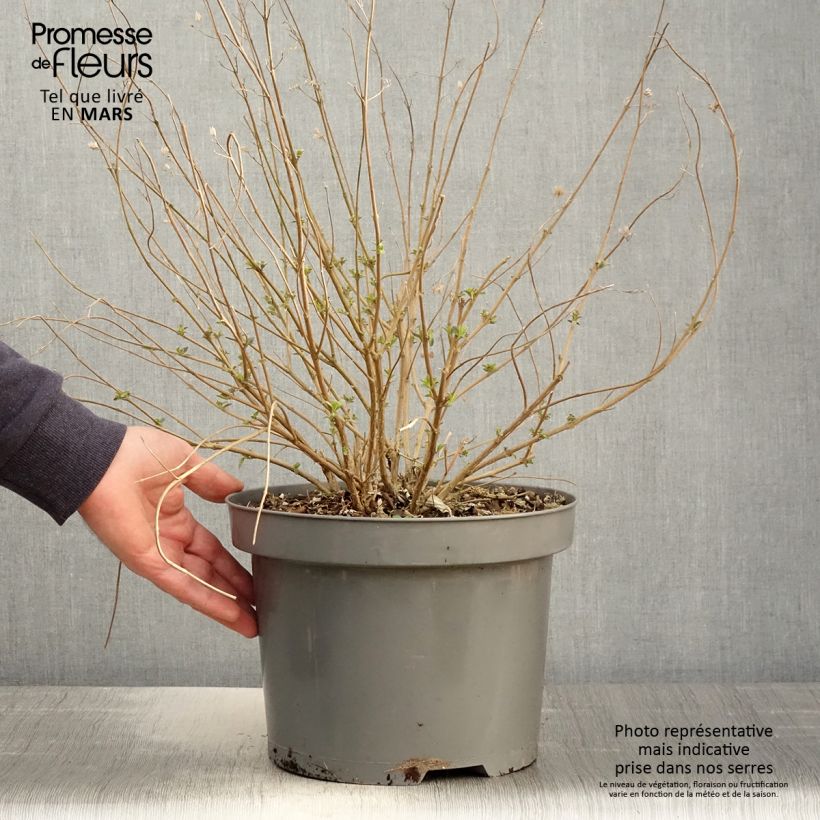 Exemplar von Bartblume Heavenly Blue - Caryopteris clandonensis Topf mit 7,5L/10L wie im Frühjahr geliefert