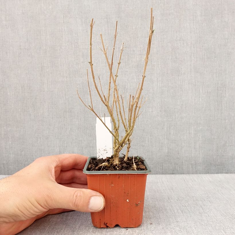 Exemplar von Bartblume Kew Blue - Caryopteris clandonensis Kleine Töpfe von 8/9 cm wie im Frühjahr geliefert