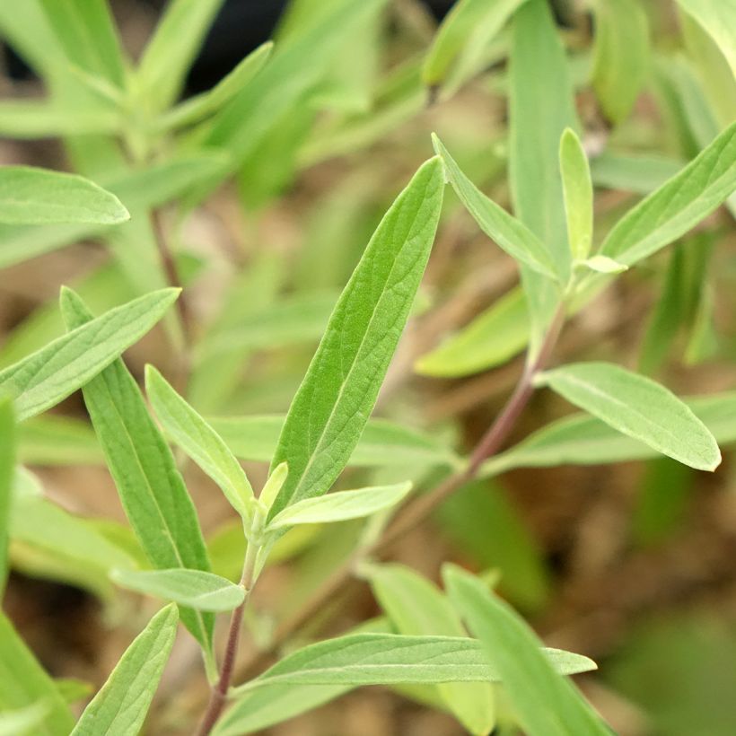 Bartblume Kew Blue - Caryopteris clandonensis (Laub)