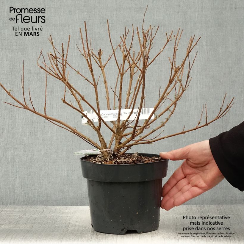 Exemplar von Bartblume Stephi - Caryopteris clandonensis Topf mit 3L/4L wie im Frühjahr geliefert