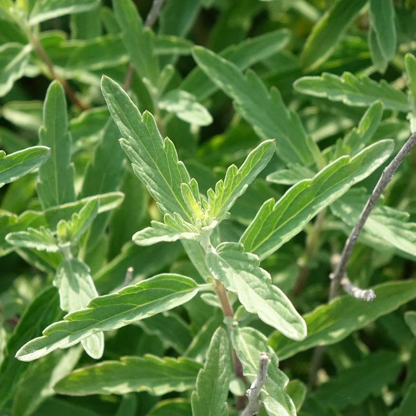 Bartblume Stephi - Caryopteris clandonensis (Laub)