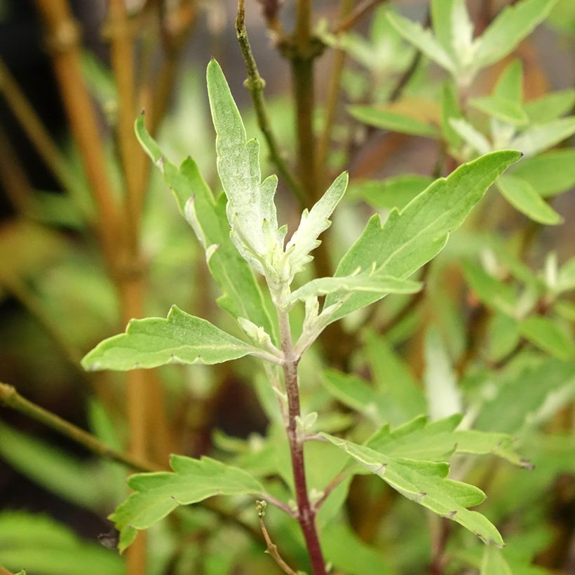 Bartblume Sterling silver - Caryopteris clandonensis (Foliage)