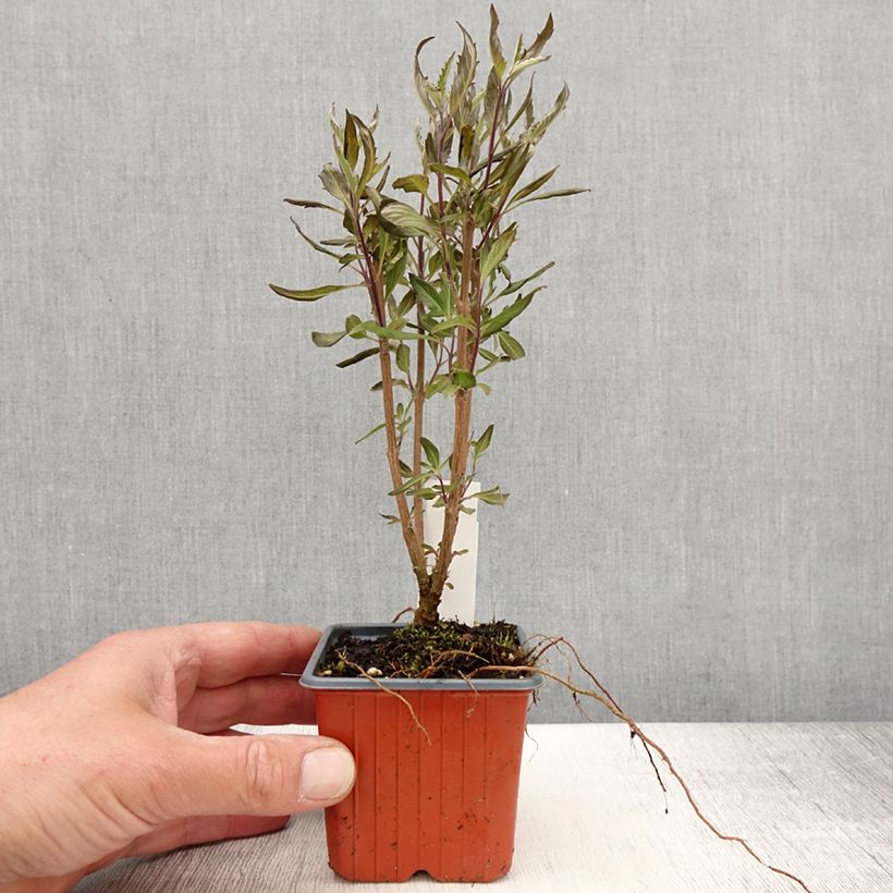 Exemplar von Bartblume Grand Bleu - Caryopteris clandonensis Kleine Töpfe von 8/9 cm wie im Frühjahr geliefert