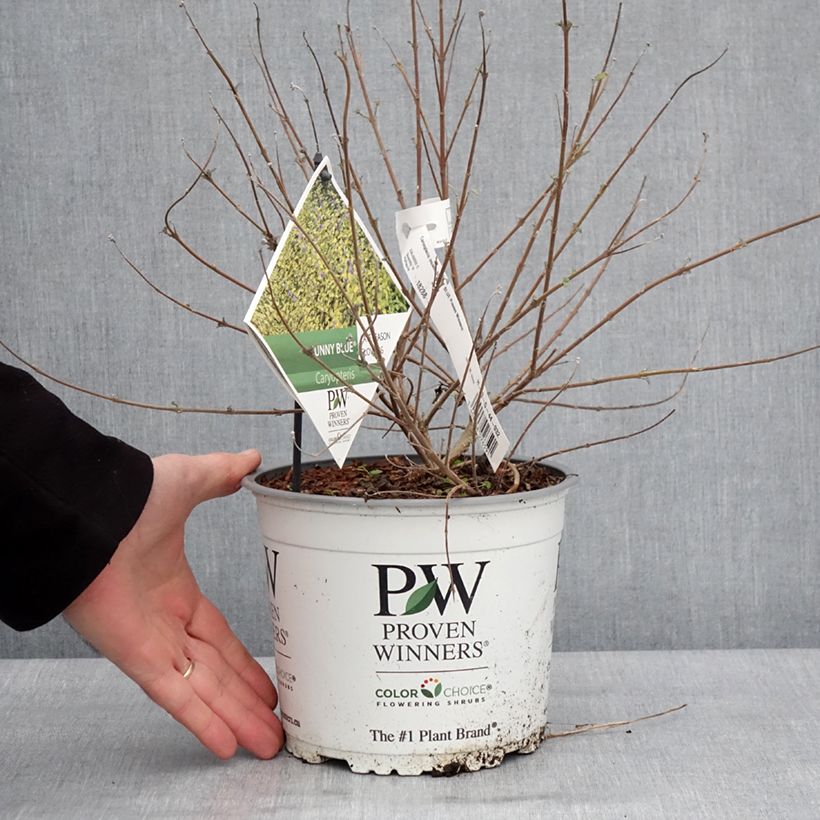 Exemplar von Caryopteris incana Sunny Blue - Spirée bleue, Barbe bleue Pot de 2L/3L wie im Winter geliefert
