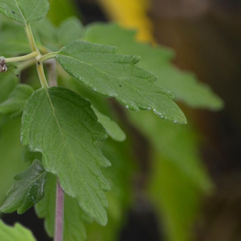 Caryopteris incana Sunshine Blue - Bartblume (Laub)
