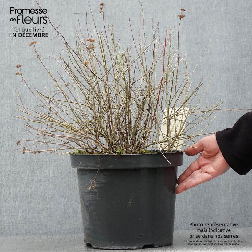 Exemplar von Caryopteris incana Sunshine Blue - Bartblume Topf mit 7,5L/10L wie im Herbst geliefert
