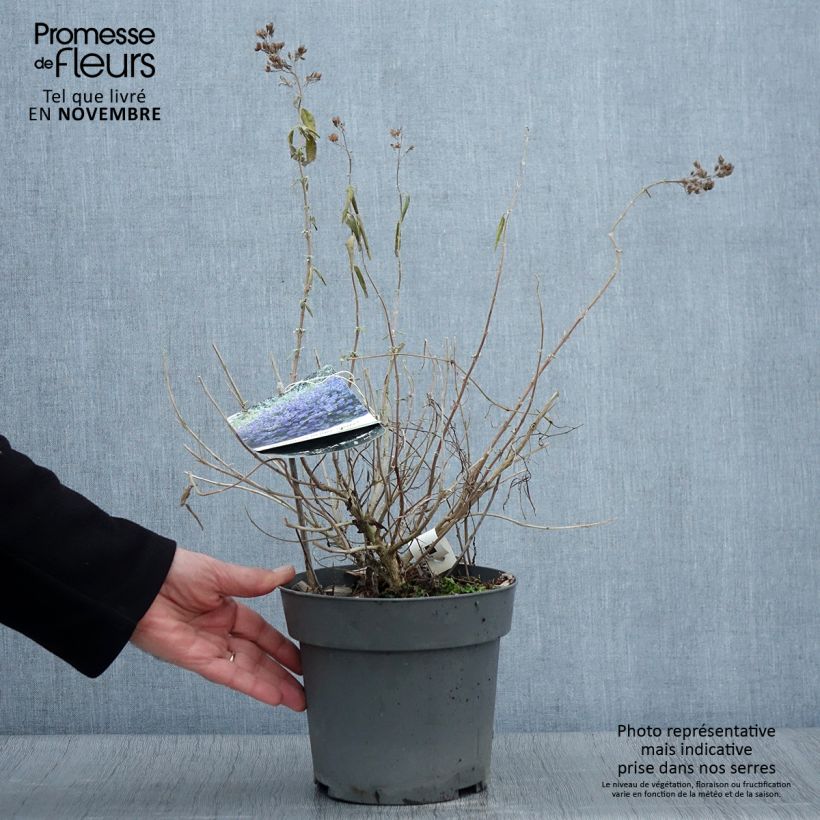Exemplar von Caryopteris x clandonensis Blauer Spatz (Oiseau Bleu) Pot de 3L/4L wie im Herbst geliefert