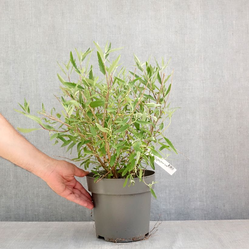 Example of Bartblume Blauer Spatz - Caryopteris clandonensis Topf mit 3L/4L as you get in printemps