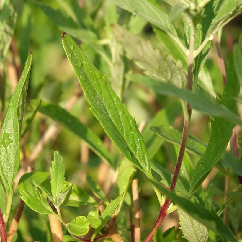 Bartblume Blauer Spatz - Caryopteris clandonensis (Foliage)