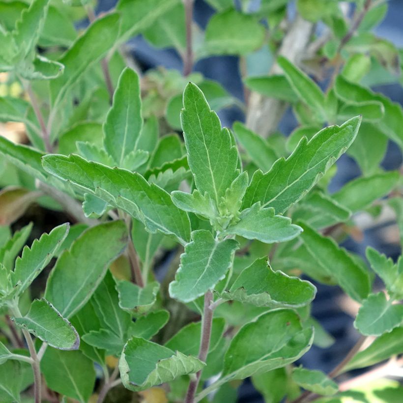 Bartblume Blue Fountain - Caryopteris clandonensis (Laub)