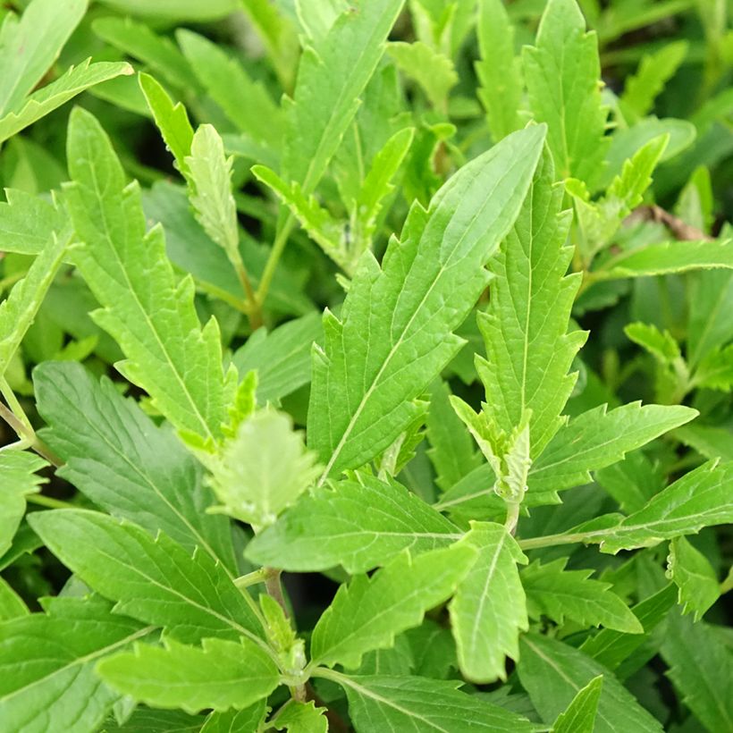 Bartblume Camara Pink - Caryopteris clandonensis (Laub)