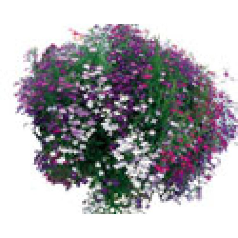 Sammlung von gelappten Lobelien (Wuchs)