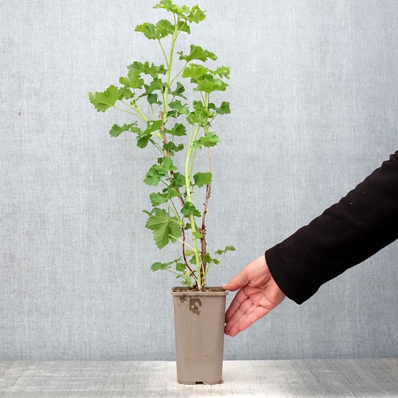 Exemplar von Jostabeere ConfiBeere Jogusto Topf mit 1,5L/2L, Strauch wie im Frühjahr geliefert