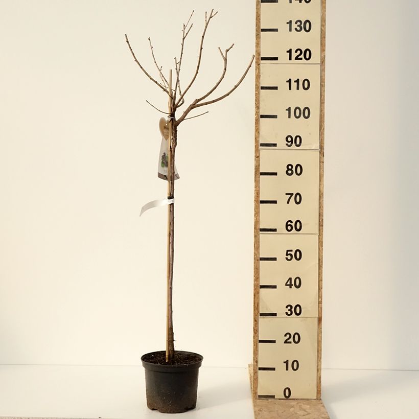 Exemplar von Casseiller Jostaberry - Ribes x nidigrolaria Pot de 4L/5L, Demi-Tige wie im Winter geliefert