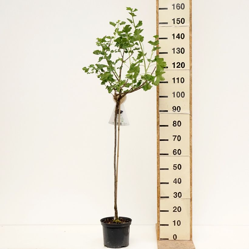 Example of Jostabeere Jostaberry Topf mit 4L/5L, Halbstamm as you get in printemps