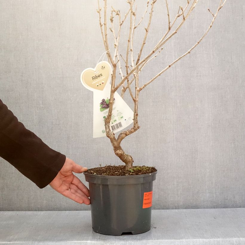 Exemplar von Casseiller Jostaberry - Ribes x nidigrolaria Pot de 4L/5L, Touffe wie im Winter geliefert