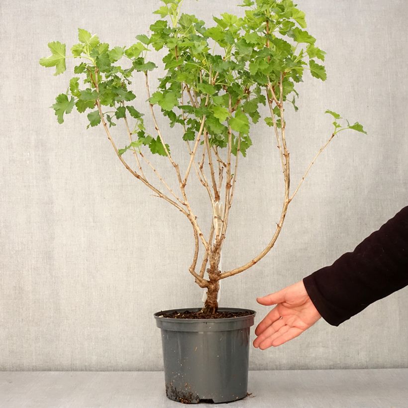 Example of Jostabeere Jostaberry Topf mit 4L/5L as you get in printemps