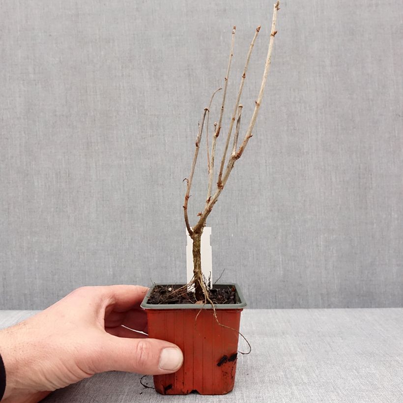 Example of Jostabeere Jostaberry Kleine Töpfe von 8/9 cm as you get in hiver