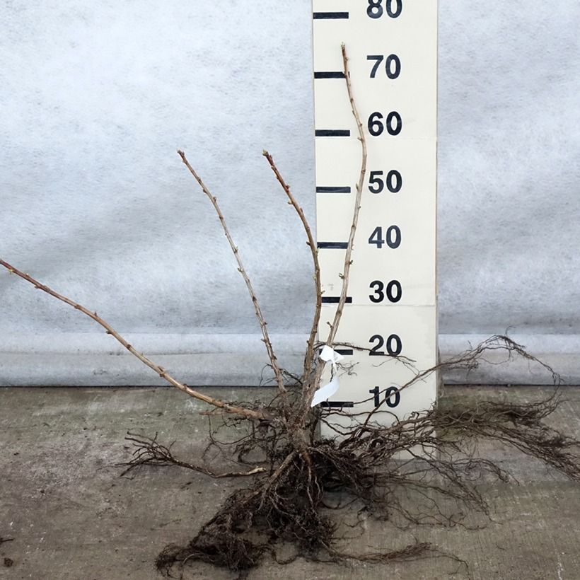 Example of Jostabeere Jostaberry Wurzelnackt, Strauch as you get in hiver